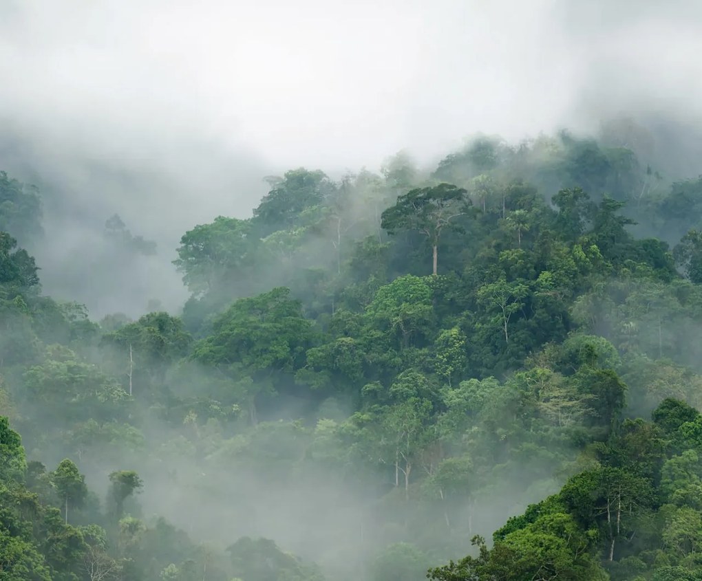 Tapet Misty Forest, Rebel Walls