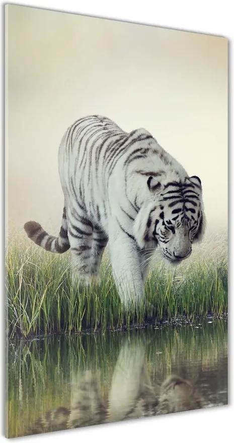 Tablou pe sticlă acrilică Tigru alb