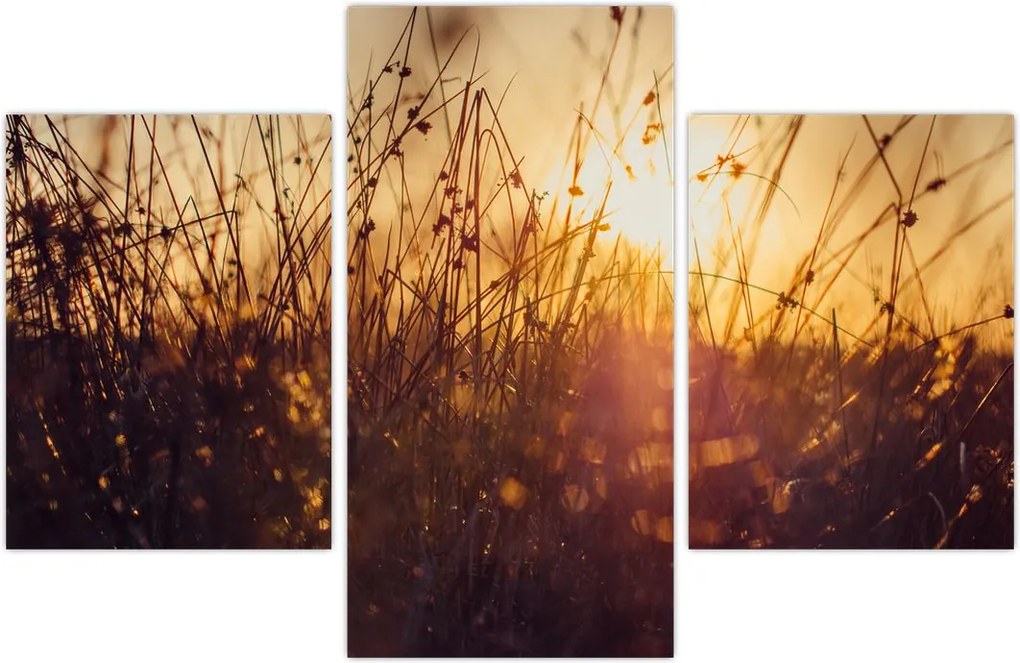 Tablou - Câmp la apus de soare (90x60 cm)