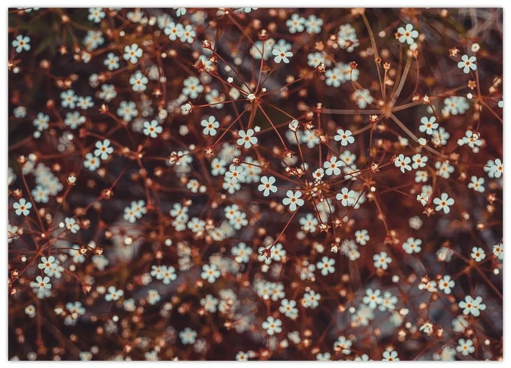 Tablou pe sticlă cu floare de nu mă uita (70x50 cm)