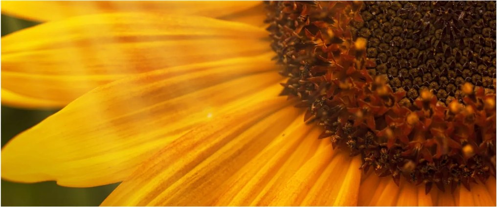 Tablou - Floarea-soarelui (120x50 cm)