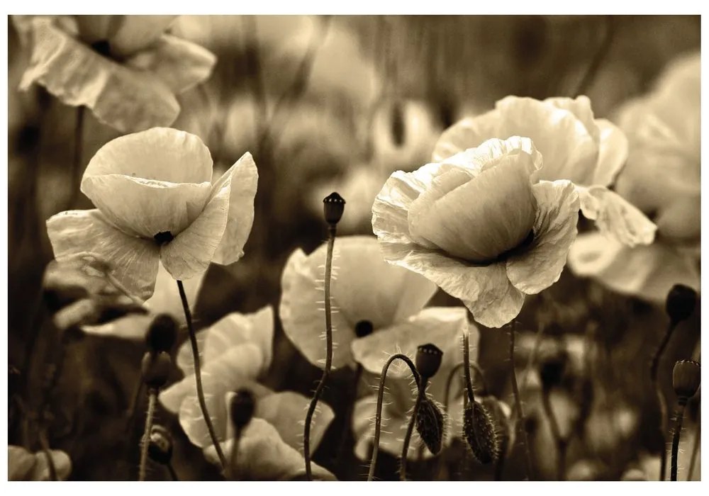 Fototapet câmp de maci sălbatici în sepia