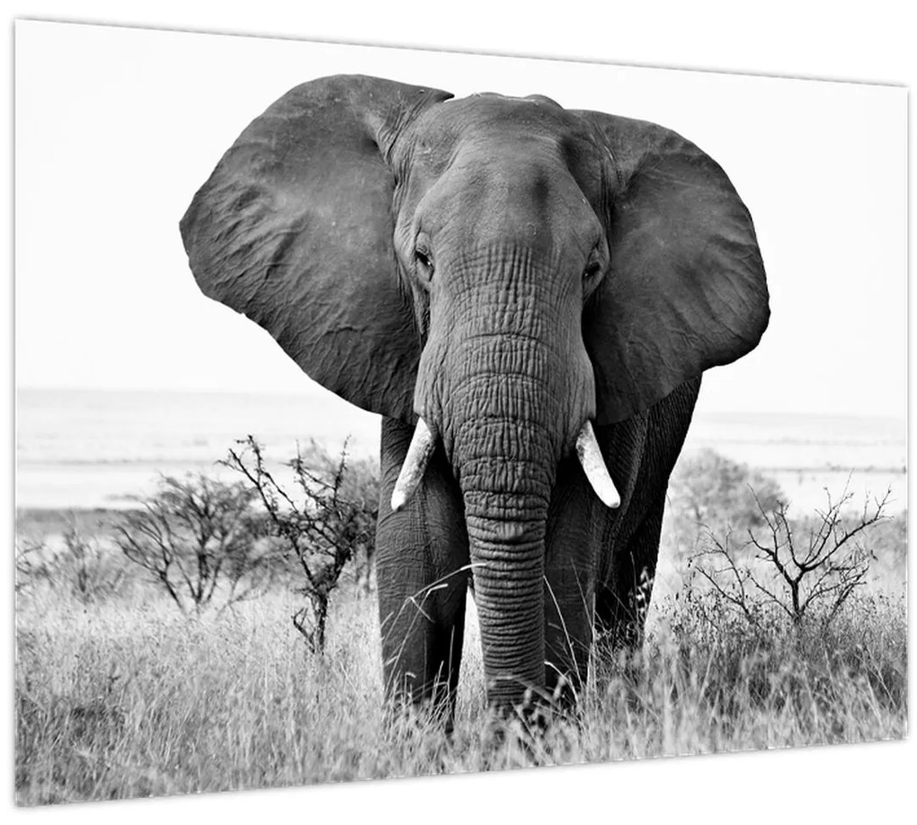 Tablou - Elefantul african II. (70x50 cm)