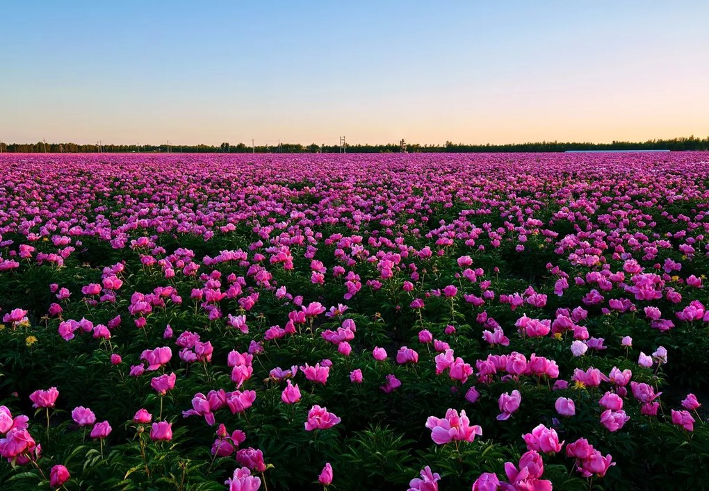 Fototapet - Luncă cu lalele mov (147x102 cm)