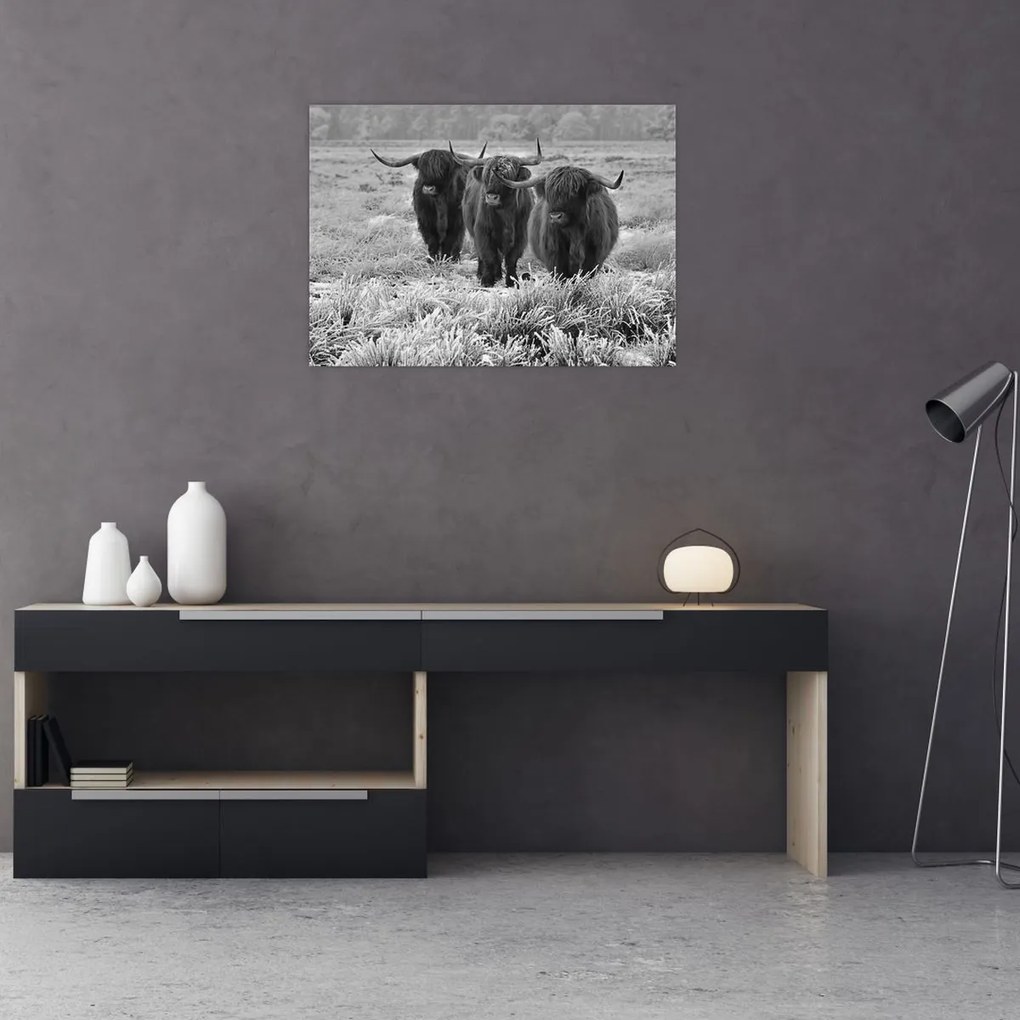 Tablou - Vaci scoțiene (70x50 cm)