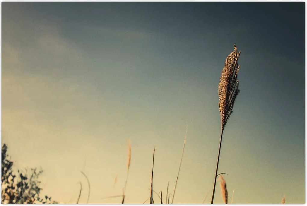 Tablou - Iarba (90x60 cm)