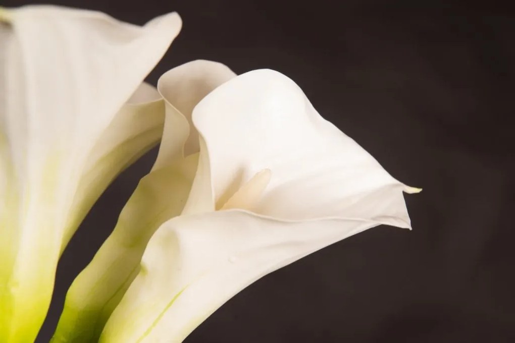 Aranjament floral mediu design LUX ATOLLO CALLA