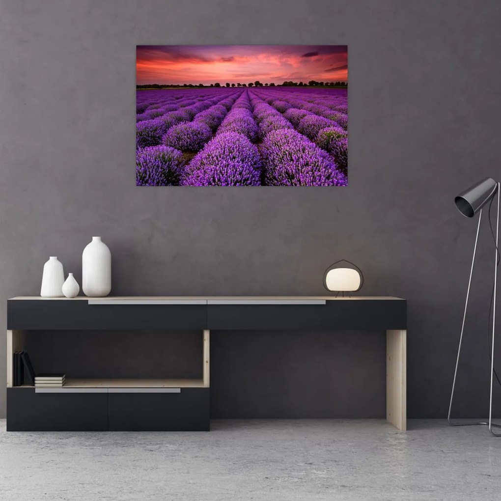 Tablou - Câmp de lavandă (90x60 cm)