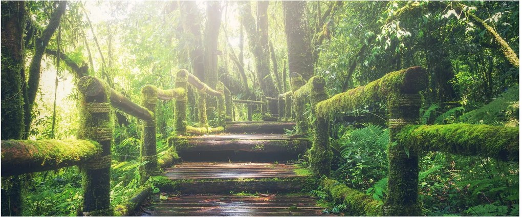 Tablou - trepte din lemn în pădure (120x50 cm)