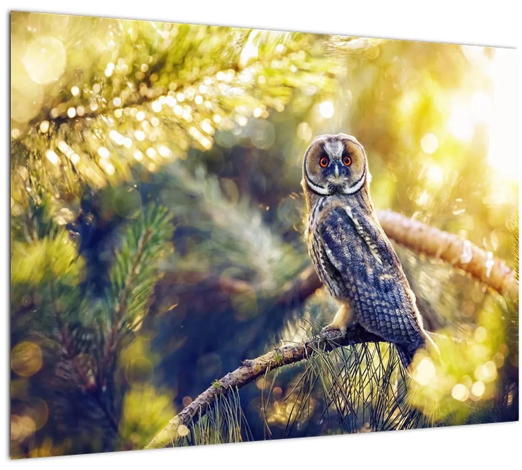 Tablou - Bufniță în copac (70x50 cm)