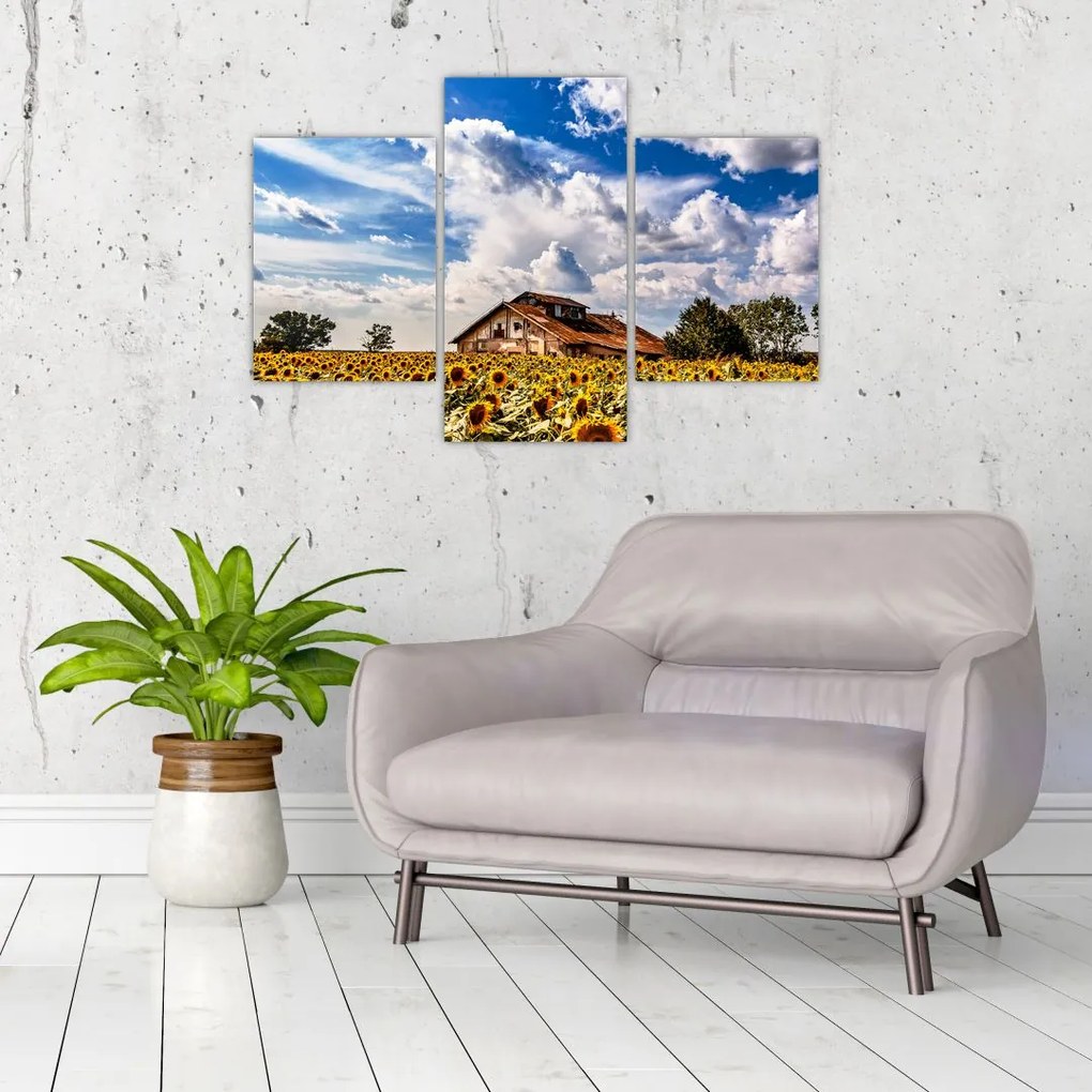 Tablou cu câmp de floarea soarelui (90x60 cm)