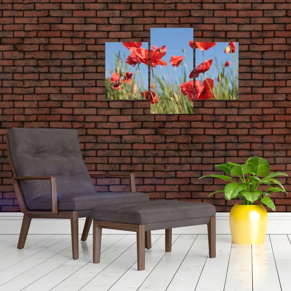 Tablou - Maci (90x60 cm)