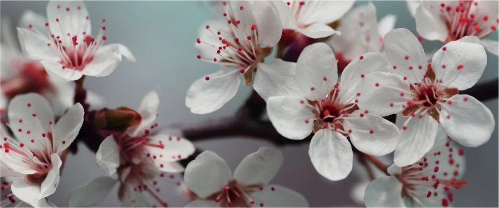 Tablou cu floare - roșie (120x50 cm)