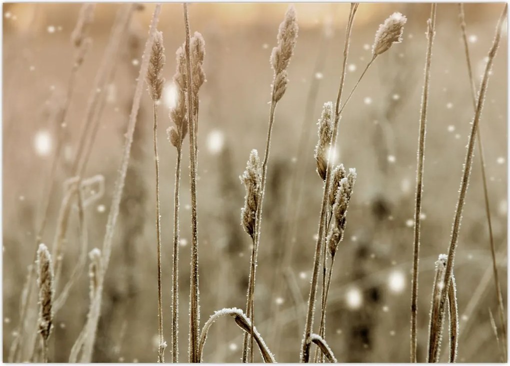 Tablou - Pajiște armonioasă (70x50 cm)