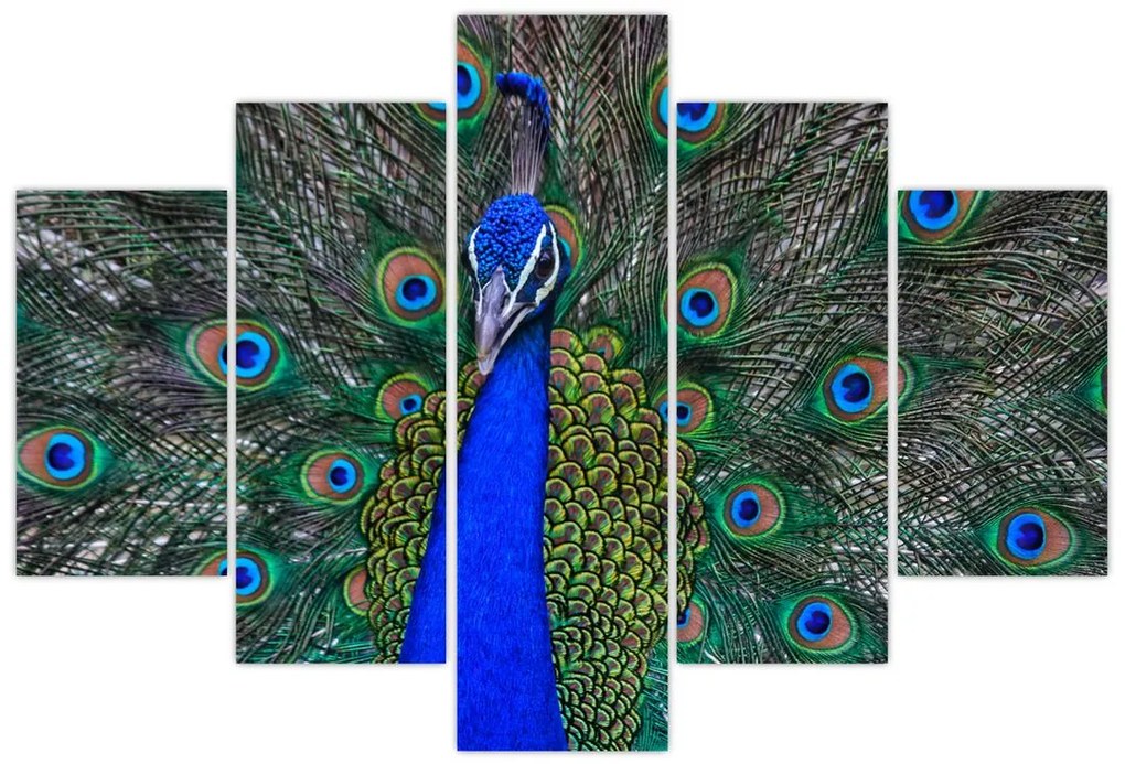 Tablou - Păun (150x105 cm)