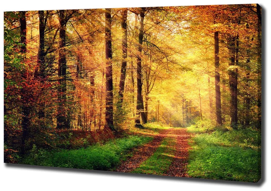 Print pe pânză Pădure în toamna