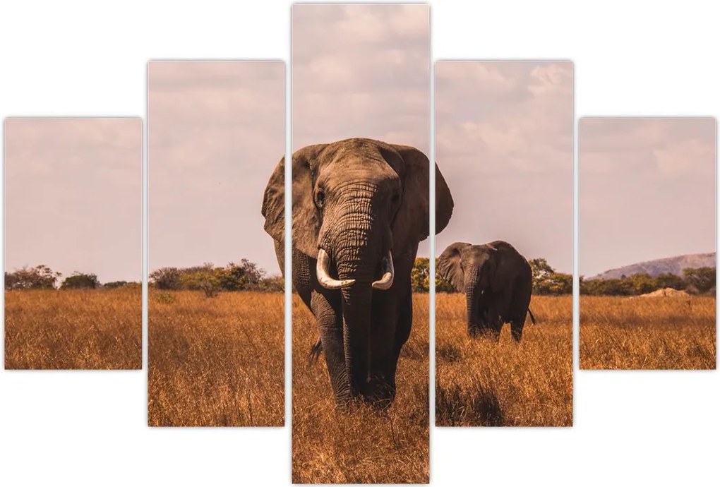 Tablou - Venirea elefantului (150x105 cm)