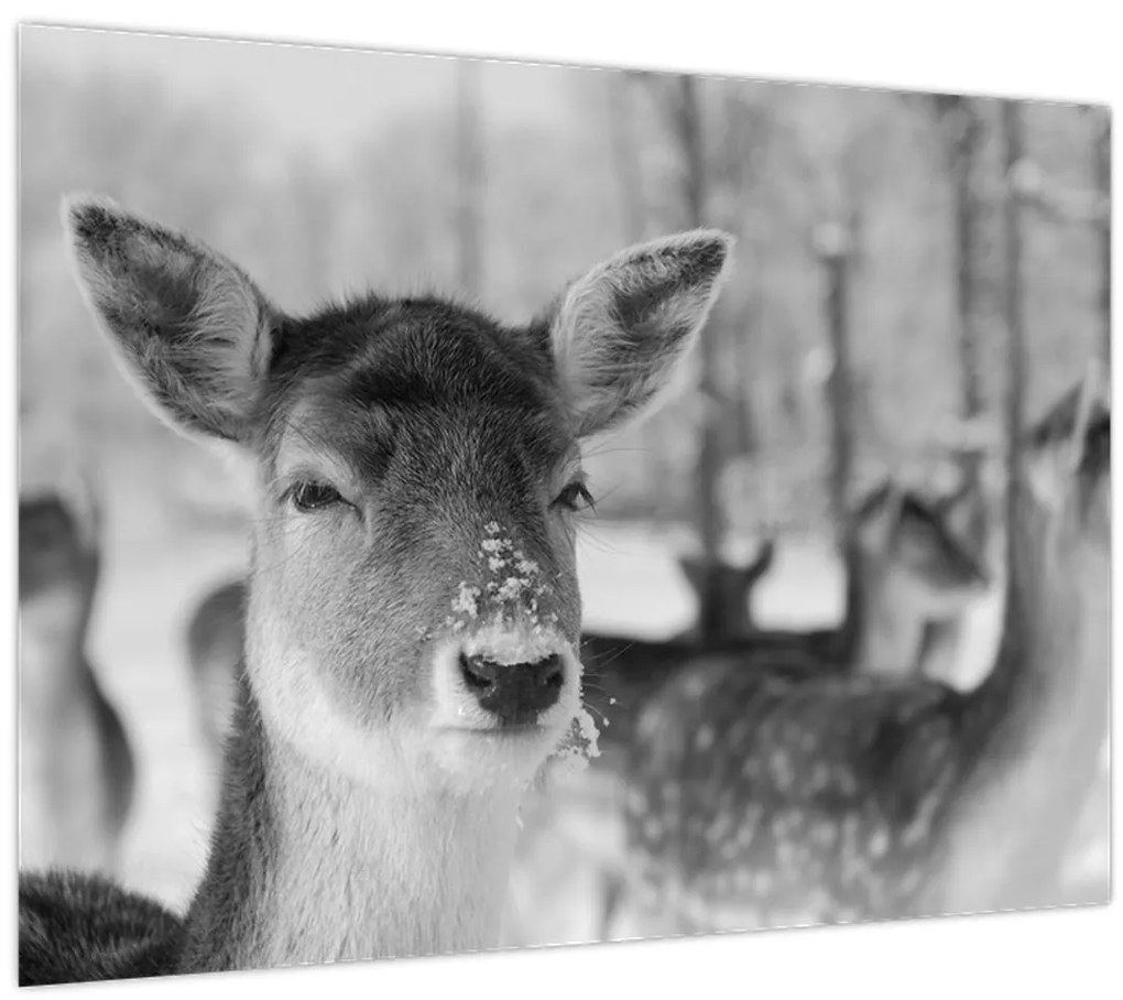 Tablou - Cerbi,alb-negru (70x50 cm)