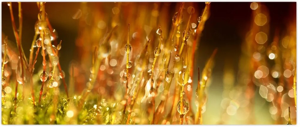 Tablou - Detaliu rouă (120x50 cm)