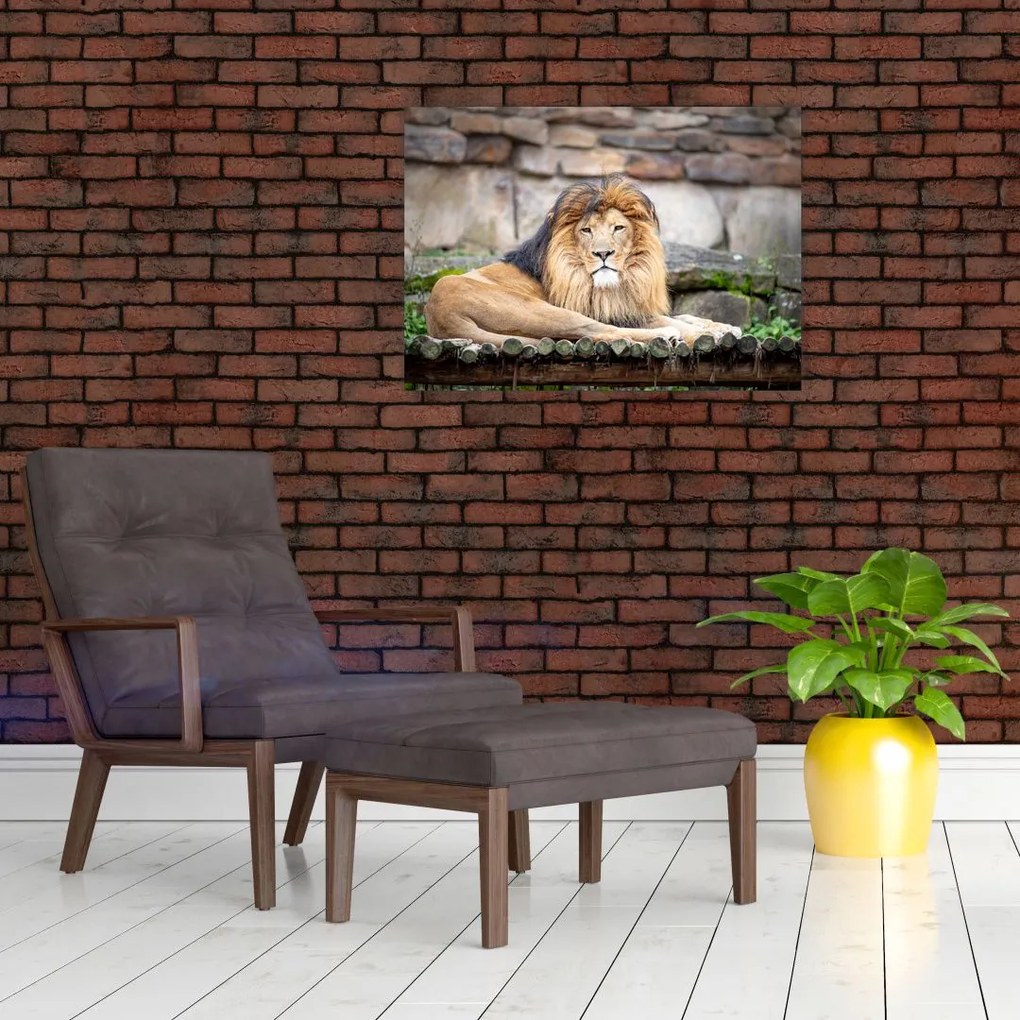 Tablou cu leu (70x50 cm)