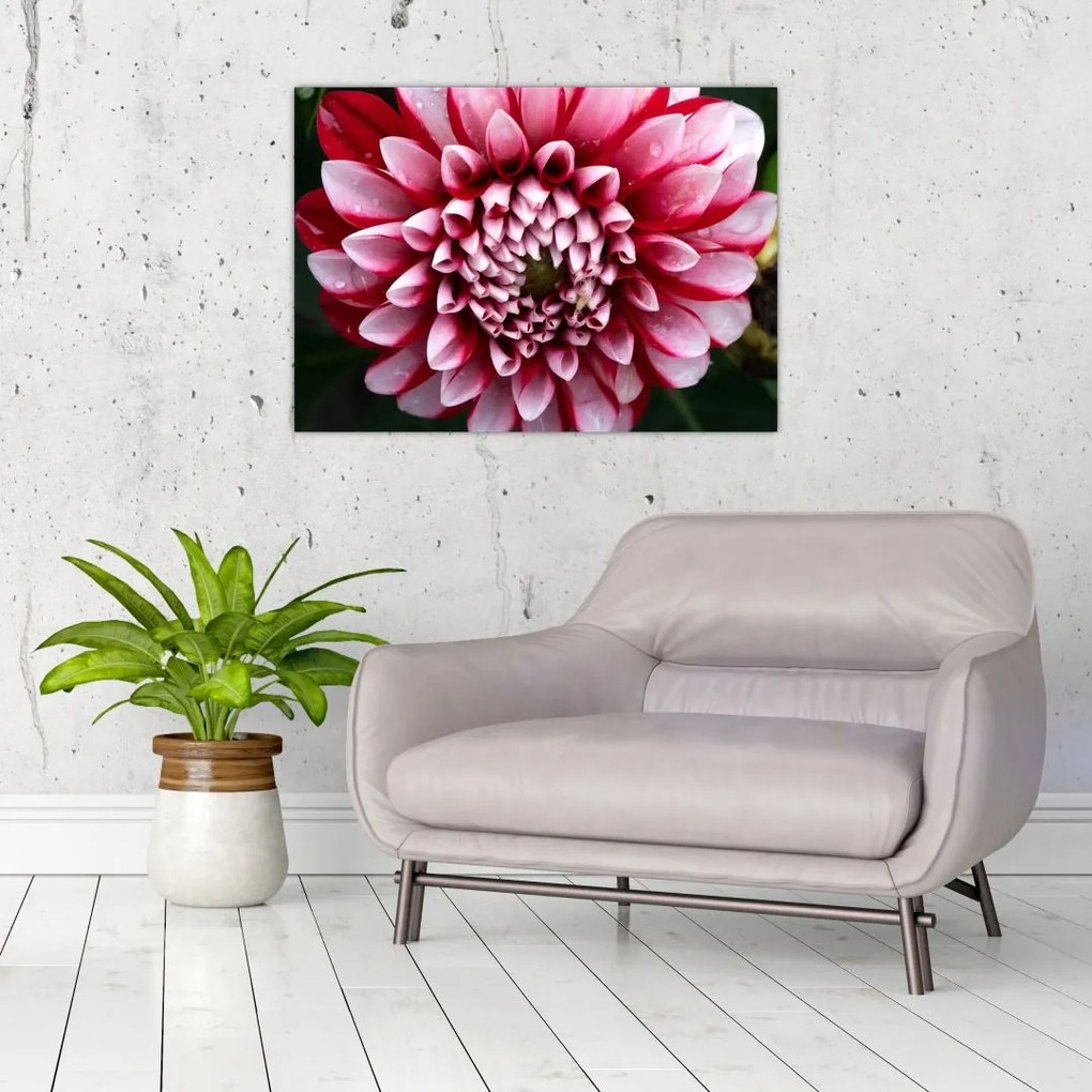 Tablou pe sticlă cu dalie roz (70x50 cm)