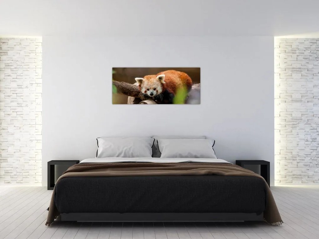 Tablou cu panda roșie (120x50 cm)