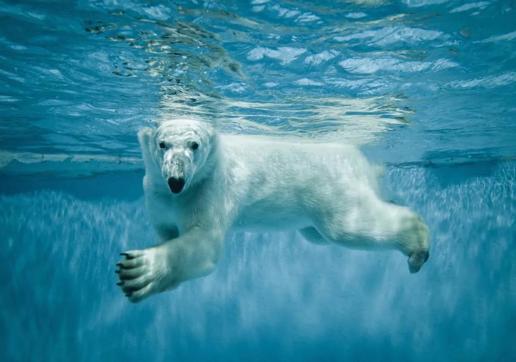 Fototapet - Ursul polar (152,5x104 cm), în 8 de alte dimensiuni noi