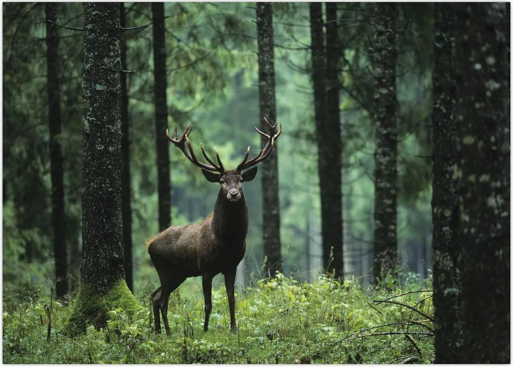 Tablou - Cerb în pădurea adâncă (70x50 cm)
