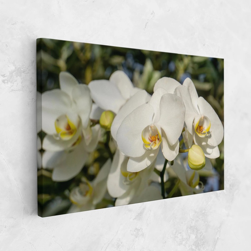 Tablou Canvas, 40x60cm, Dormitor si Living, Flori, Orhidee, Big Orchids In Nature