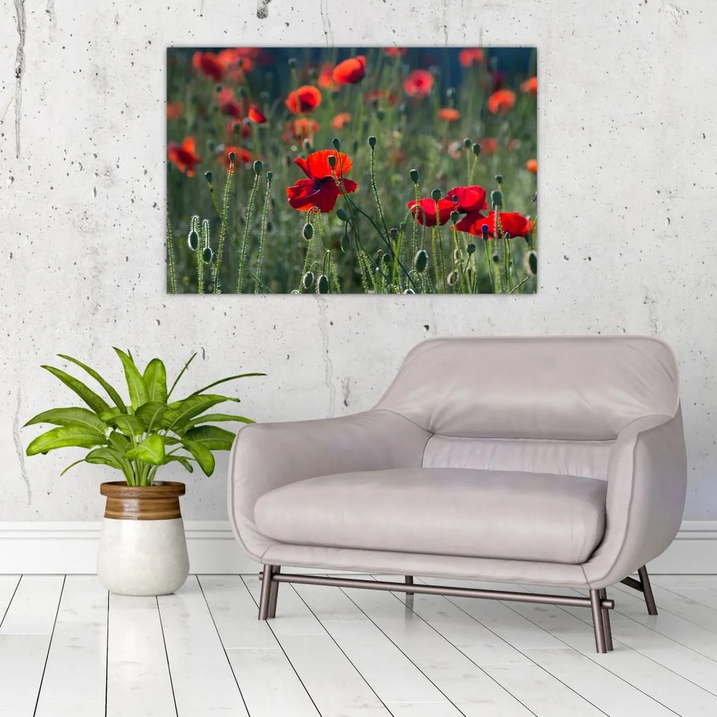 Tablou - Lunca cu maci (90x60 cm)