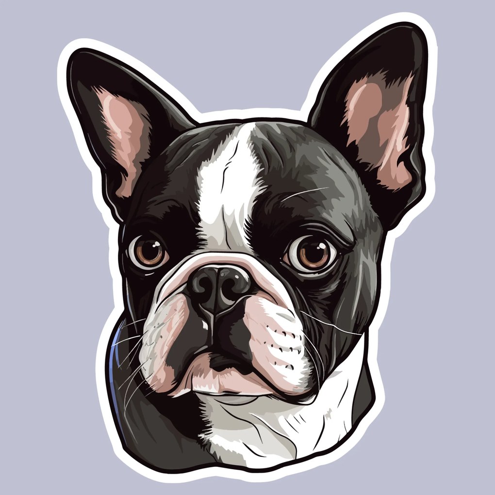 PIPPER. Autocolant Boston Terrier mărimea: 60cm