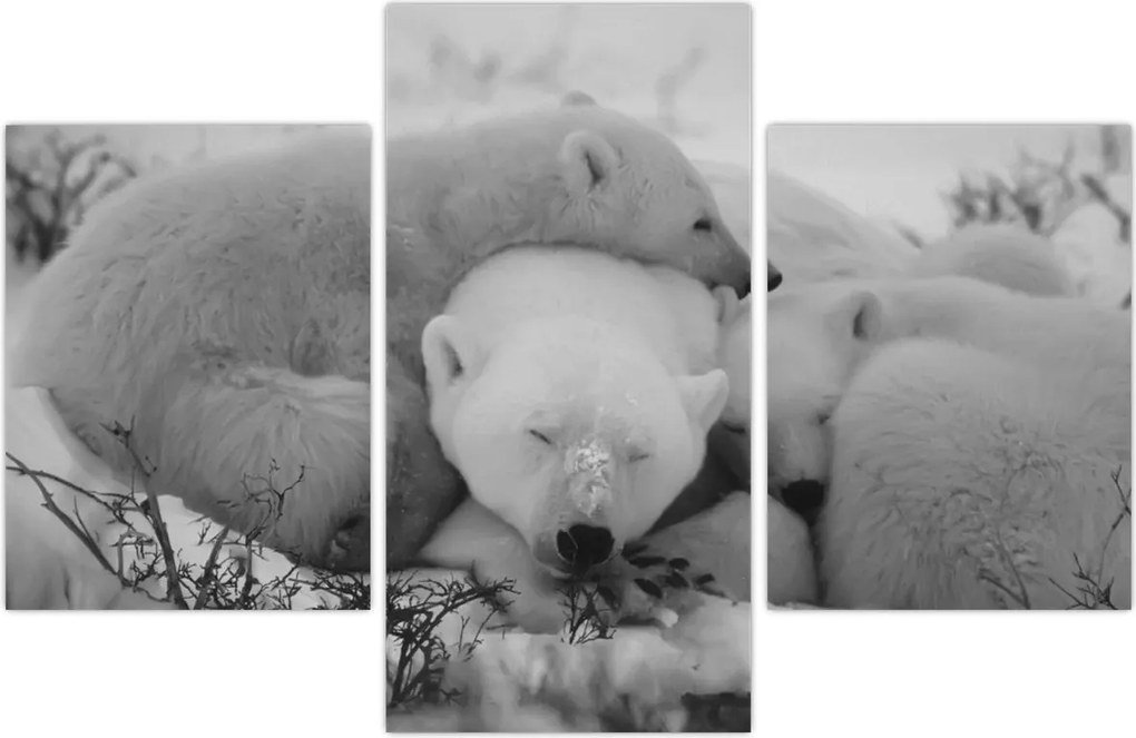 Tablou - Urși polari, alb-negru (90x60 cm)