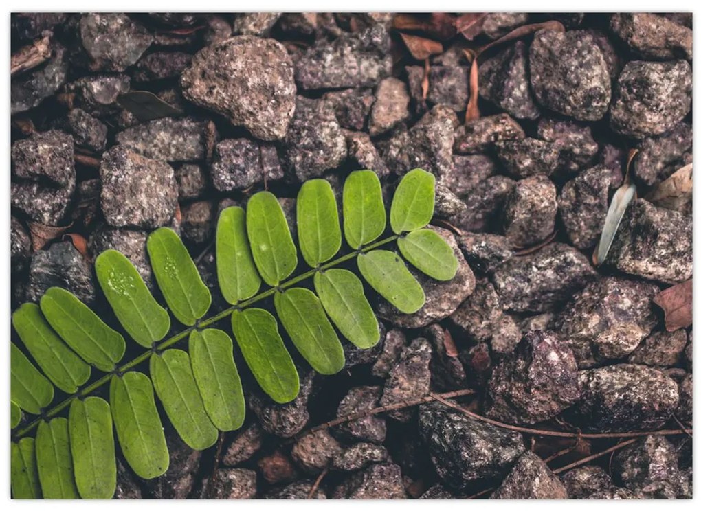 Tablou cu planta verde (70x50 cm)
