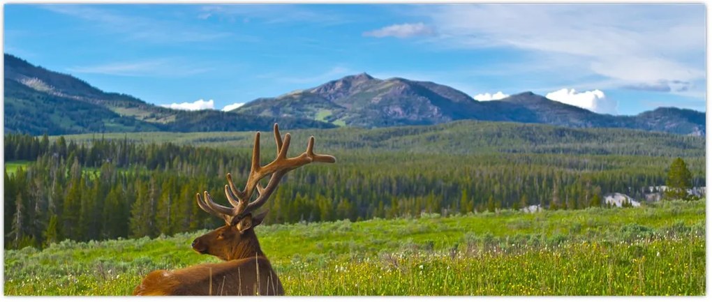 Tablou - Cerb în luncă (120x50 cm)