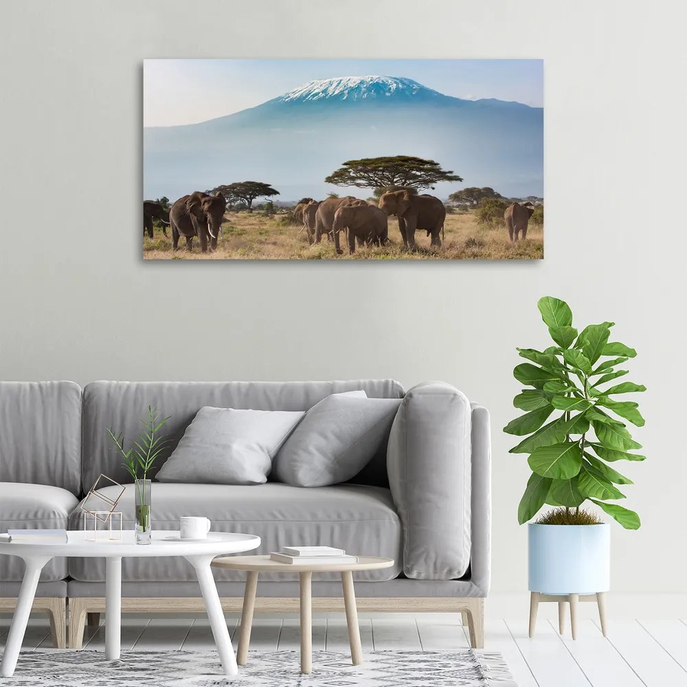 Tablou canvas Elefanți kilimanjaro