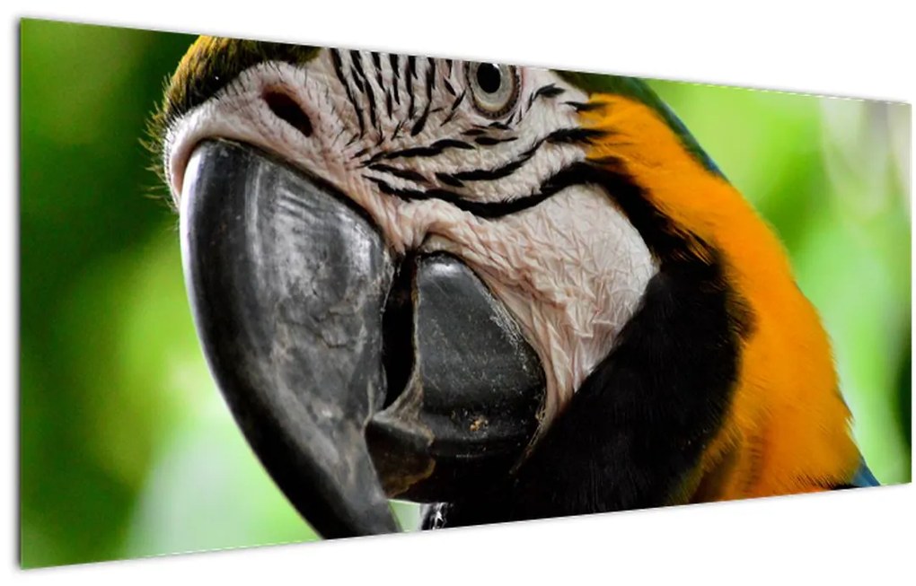 Tablou cu papagal (120x50 cm)