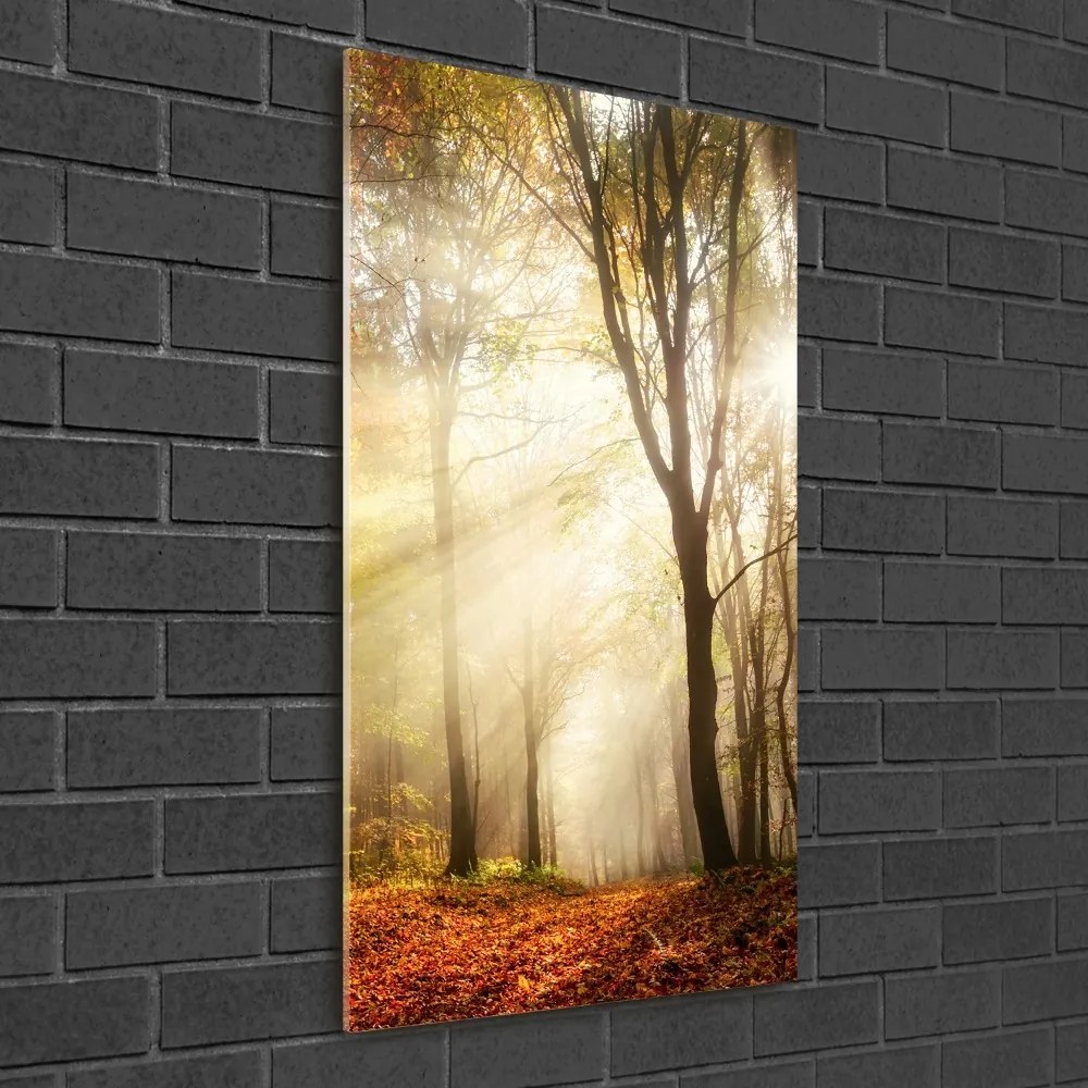 Fotografie imprimată pe sticlă pădure în toamna
