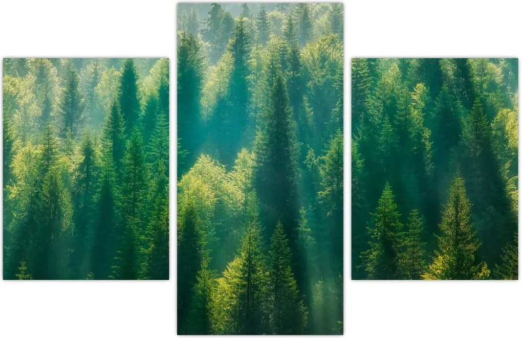 Tablou - Pădurea de brazi (90x60 cm)