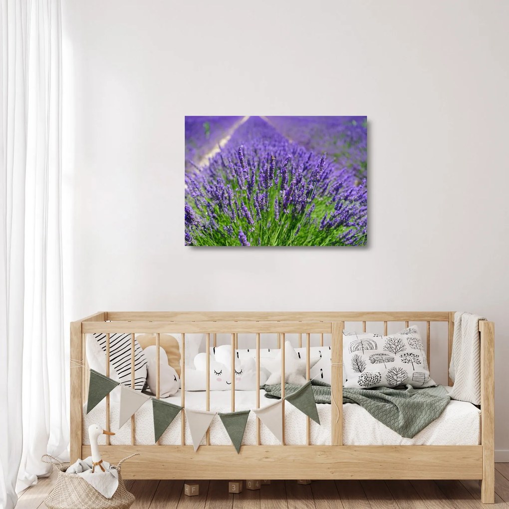 Tablou pe sticlă - lavanda (70x50 cm)