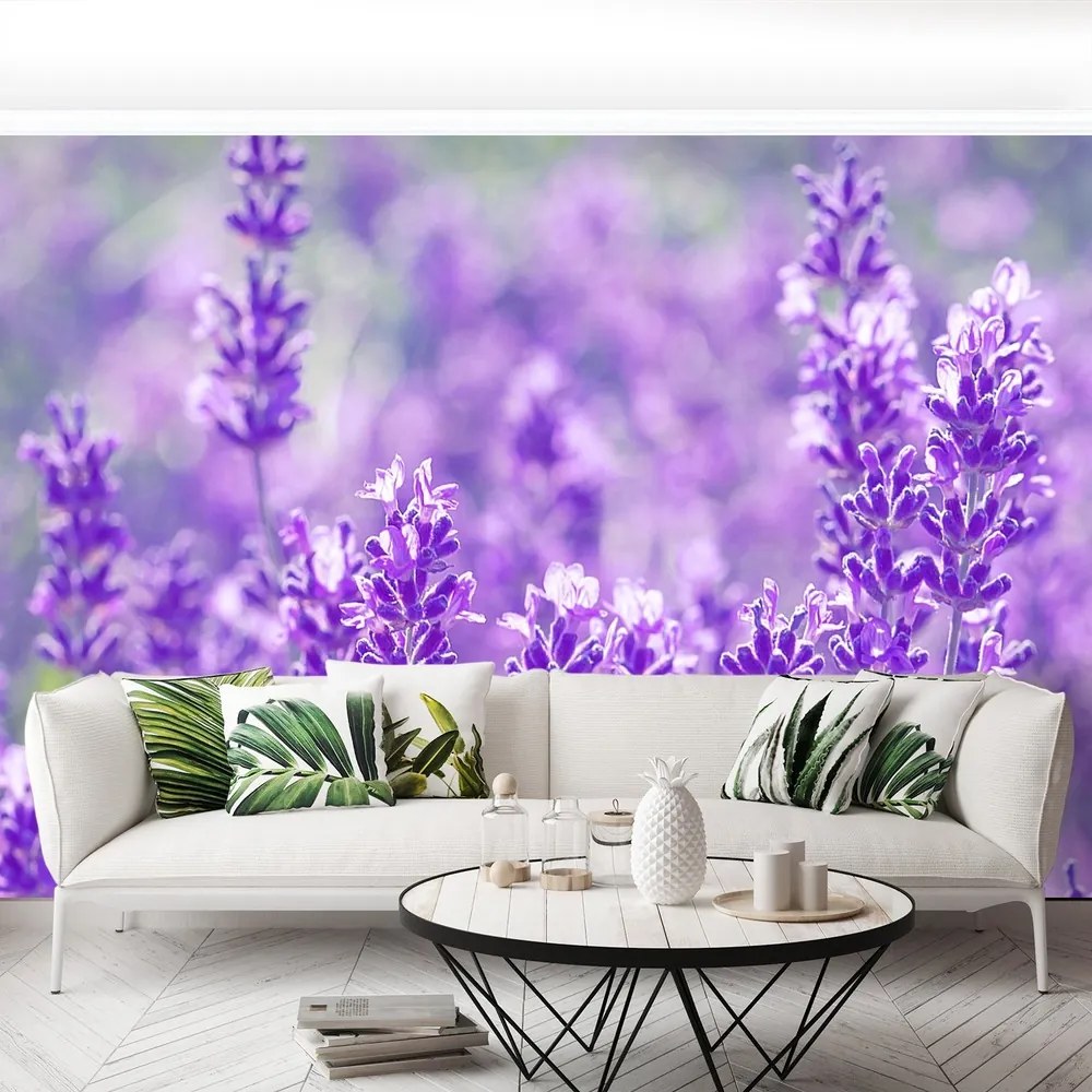Fototapet Lavandă Purple