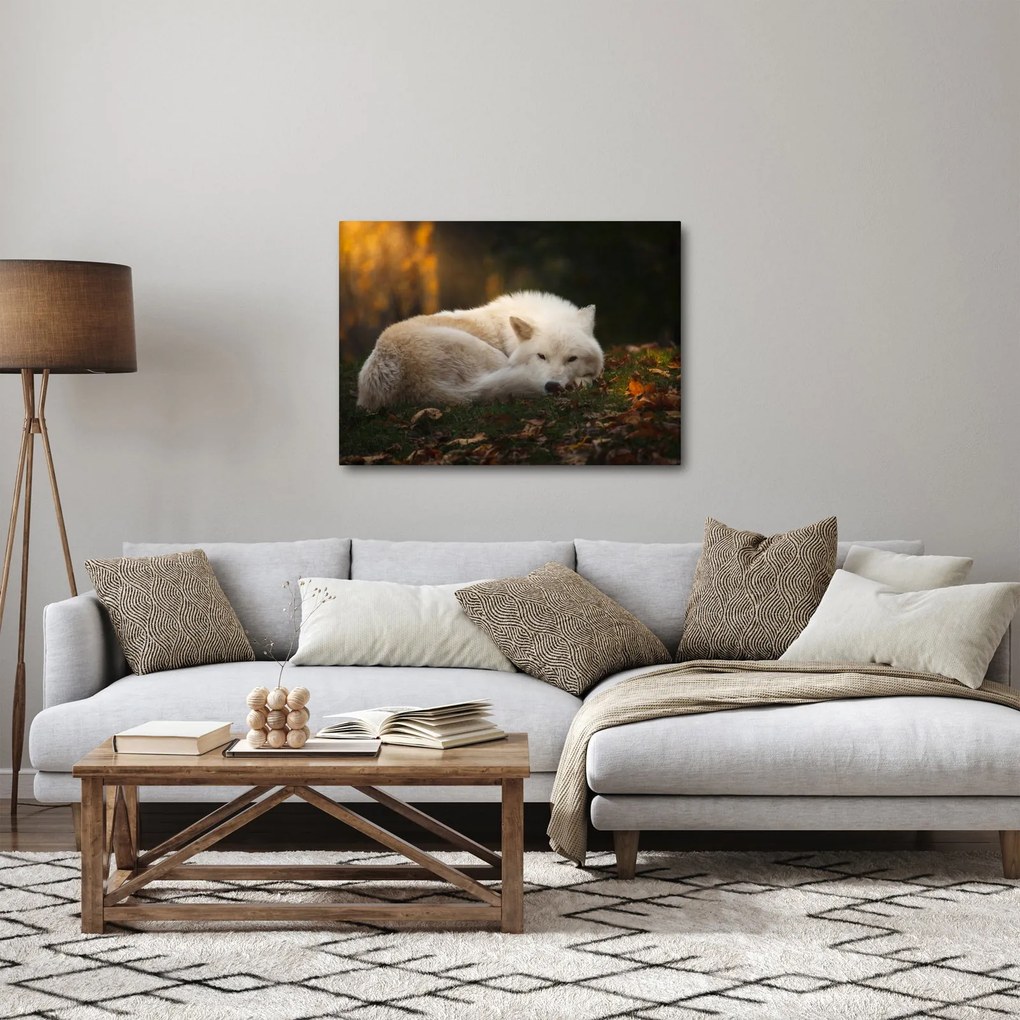 Tablou - Lupul care se odihnește (70x50 cm)