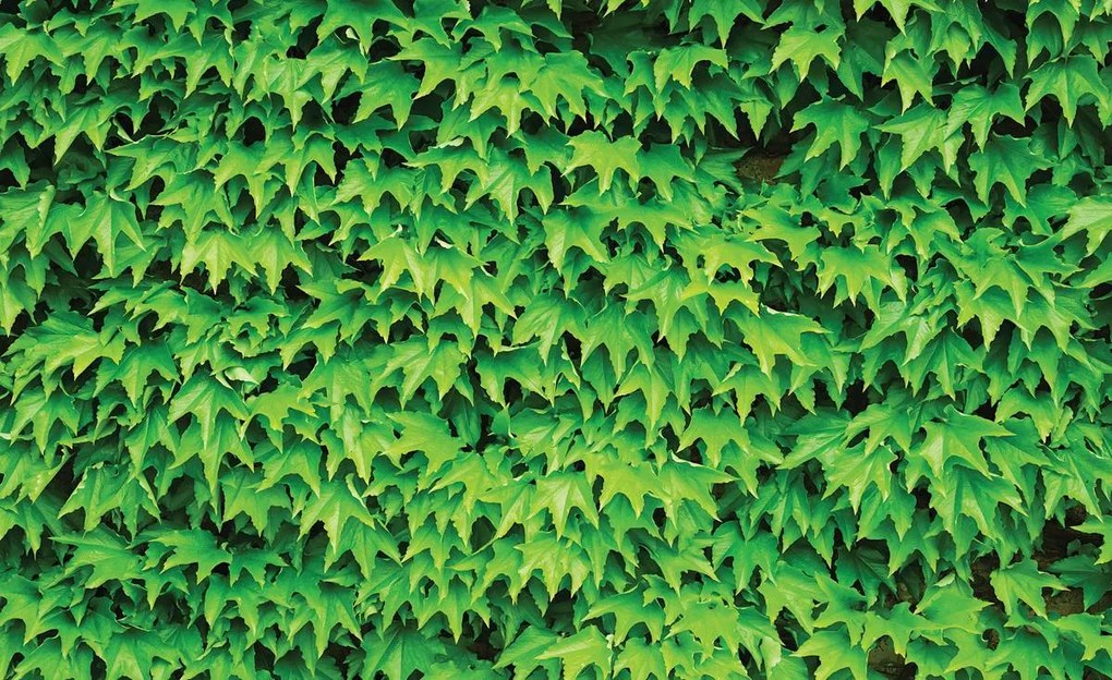 Fototapet - Frunze (152,5x104 cm)
