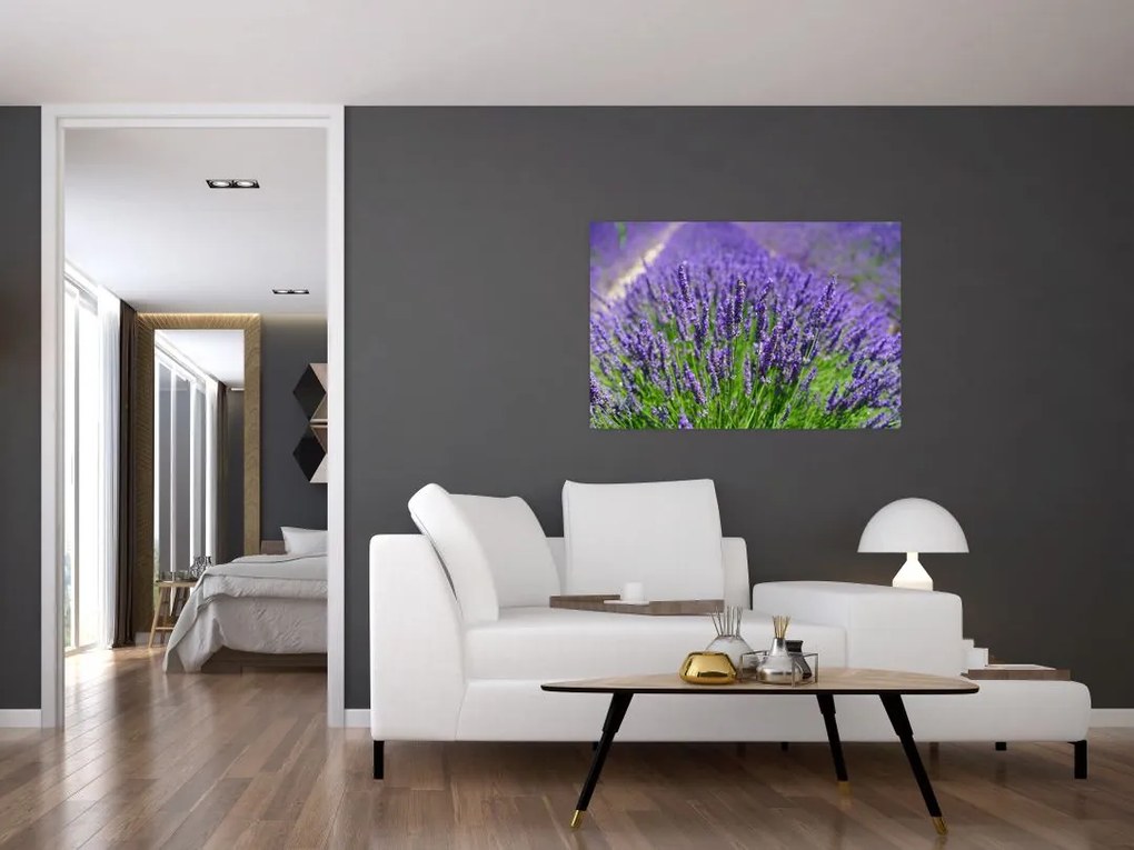 Tablou - lavanda (90x60 cm)