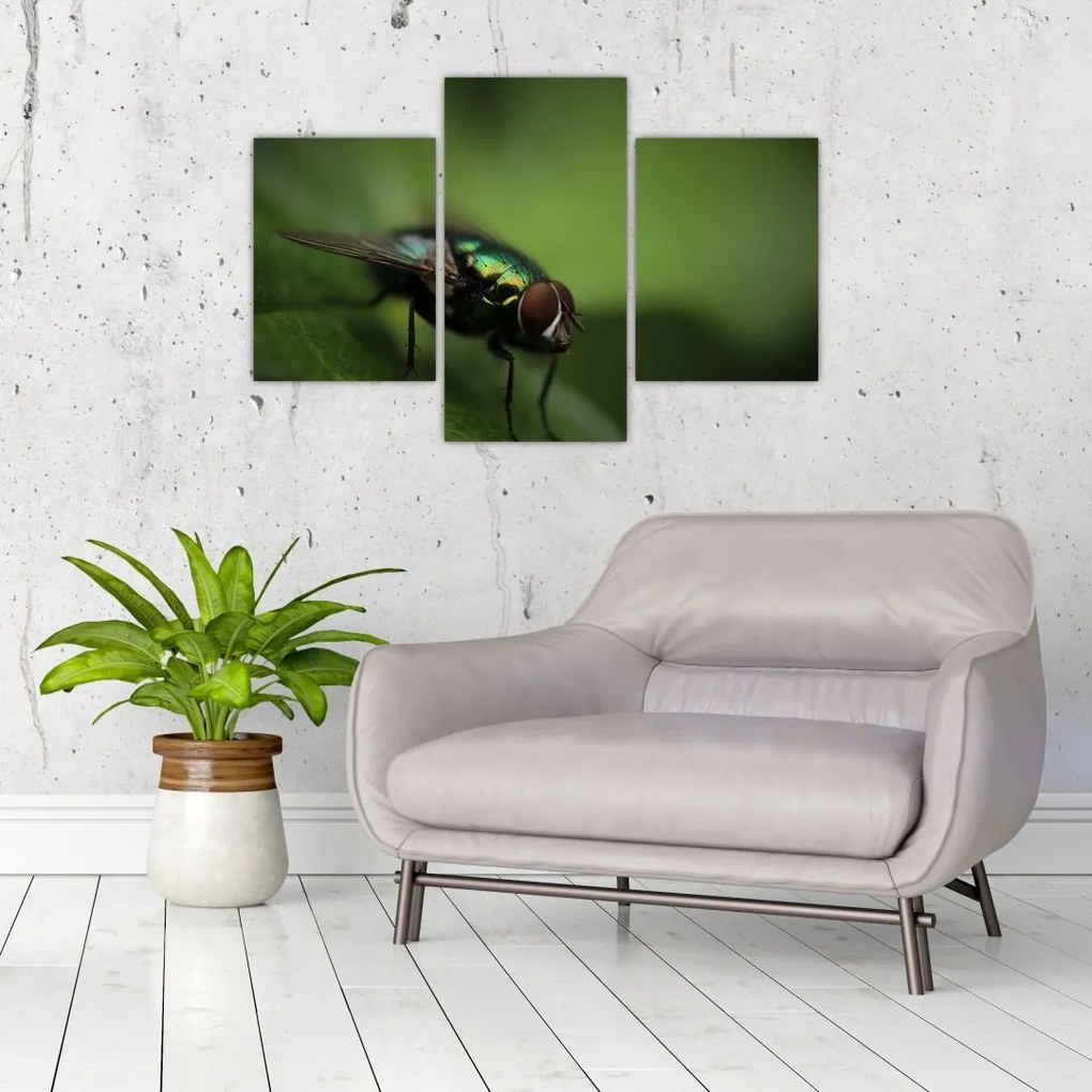Tablou - Musca (90x60 cm)