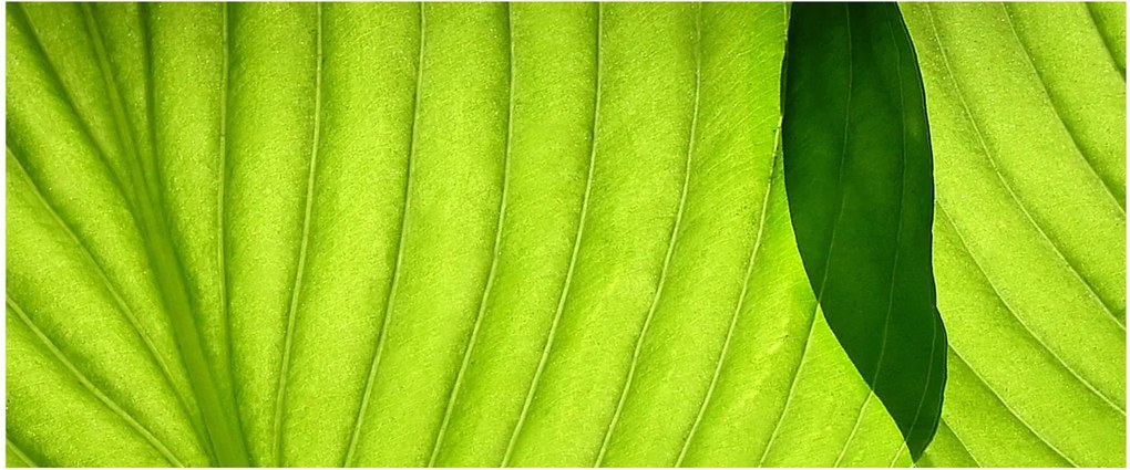 Tablou - Detaliu de frunză verde (120x50 cm)