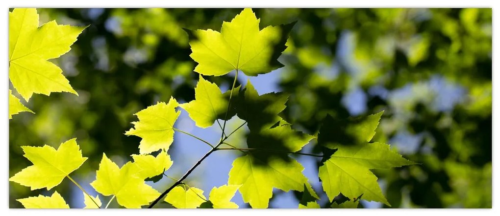 Tablou - frunze de arțar (120x50 cm)