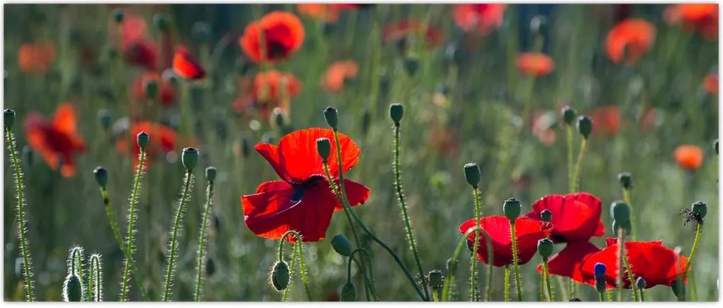 Tablou - Lunca cu maci (120x50 cm)