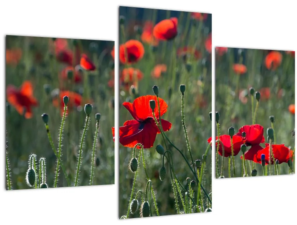 Tablou - Lunca cu maci (90x60 cm)