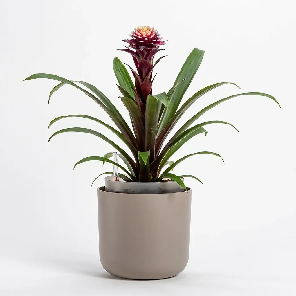 Ghiveci cu auto-irigare Plastia Tolita, maro, diam. 19 cm, diam. 19 cm