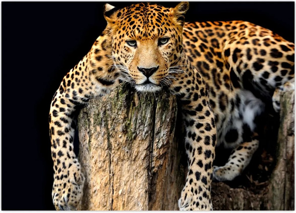 Tablou - Ghepard (70x50 cm)